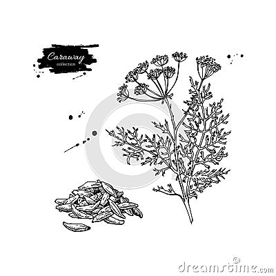 Caraway vector hand drawn illustration set. spice object. Engraved style seasoning. Vector Illustration