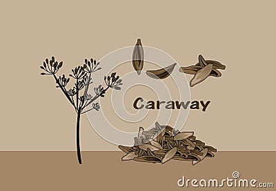 Caraway vector illustration poster Vector Illustration