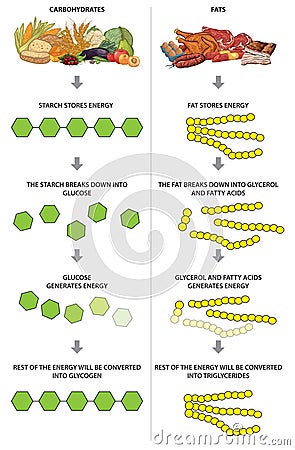 Carbohydrates and fats Vector Illustration