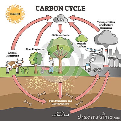 Carbon cycle with CO2 dioxide gas exchange process scheme outline concept Vector Illustration