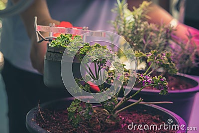 co2 measuring device for measuring photosynthesis of plant growing with artificial led light Stock Photo