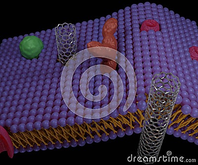 Carbon nanotubes can be artificial pores within cell membranes. Stock Photo