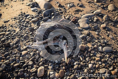 Carcass of a bird, a dead Grey heron on a rocky beach Stock Photo