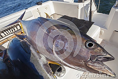 Carcass of large yellowfin tuna on board yacht after sea fishing Stock Photo