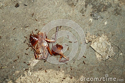 Carcasses of cockroaches, surrounded by ants, are used as food Stock Photo