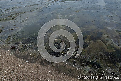 Carcasses of dead fish heads in the sand Stock Photo