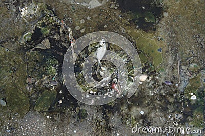 Carcasses of dead fish heads in the sand Stock Photo