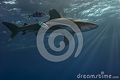 Carcharhinus longimanus and Pilot Fishes: Captivating Underwater Scene Stock Photo