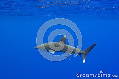 Carcharhinus longimanus shark Stock Photo