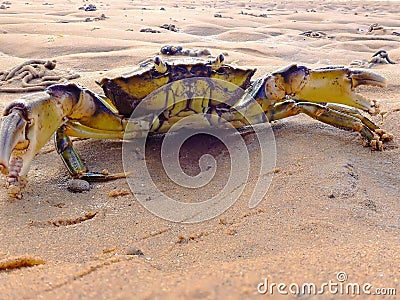Shore Crab. Stock Photo