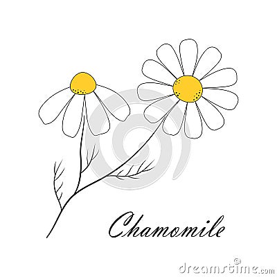 Card with chamomile isolated on white background Vector Illustration