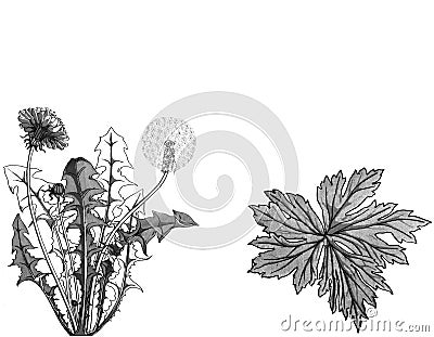 Card design with hand drawn herbs and weeds illustration. Decorative inking vintage plants sketch. Cartoon Illustration