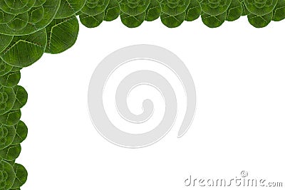 Card form leaf. Stock Photo