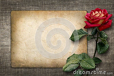 Card for invitation or congratulation with red rose Stock Photo