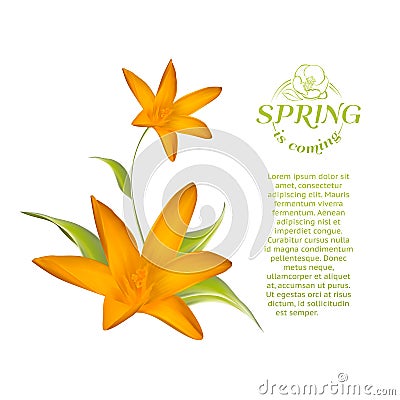 Card of isolated crocus blossom. Vector Illustration