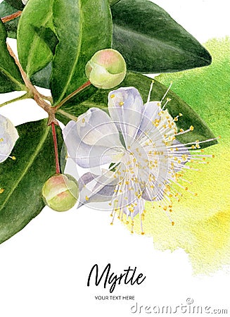 Card with myrtle flowers hand drawn watercolor illustration with watercolor splash background Cartoon Illustration