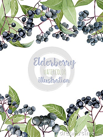 Card template with watercolor elderberry branches Stock Photo