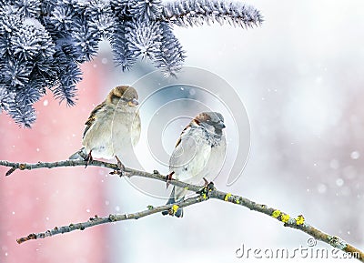 Holiday card with two birds sparrows sit in the winter Park under the branches of spruce in the snow Stock Photo