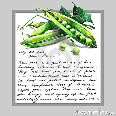 Card with watercolor hand-drawn green peas and text Vector Illustration