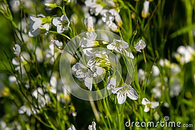 Cardamine amara, known as large bitter-cress. Spring forest. floral background of a blooming plant Stock Photo