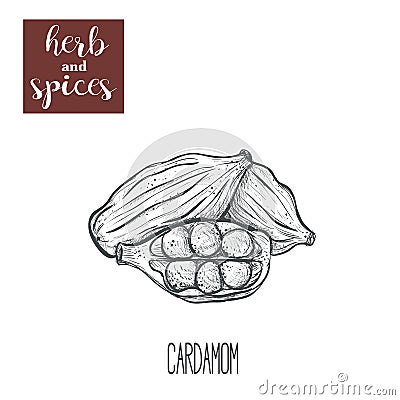 Cardamom hand drawing. Herbs and spices. Vector Illustration