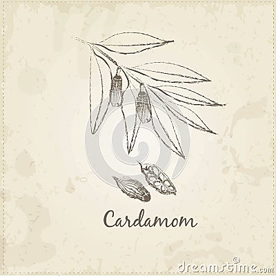 Cardamom. Vector Illustration