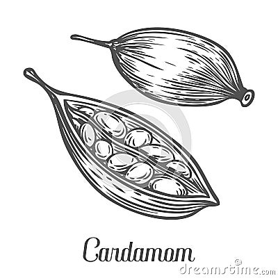 Cardamom seed plant . Hand drawn sketch vector illustration isolated on White. Vector Illustration