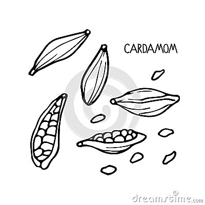 Cardamom set. Hand drawn vector spices. Doodle Outline illustration for cafe, spice shop, menu. Organic, fresh cooking Vector Illustration