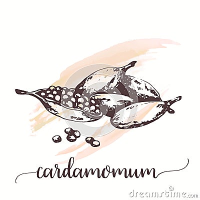 Cardamom sketch on watercolor paint. Hand drawn ink illustration of spice. Vector design for tags, cards, packaging Vector Illustration