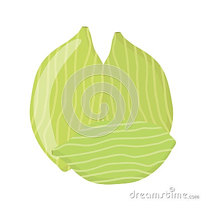 Cardamom spice for food in cartoon flat style. Organic ingredient. Vector Illustration