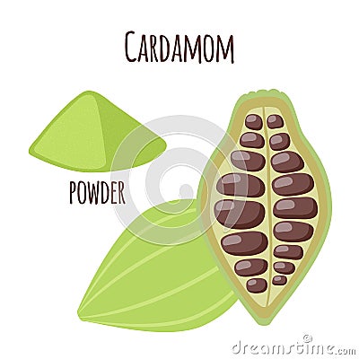 Cardamom spice for food in cartoon flat style. Organic ingredient. Vector Illustration