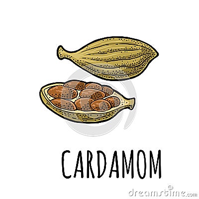 Cardamom spice with seed. Vector vintage engraving Vector Illustration