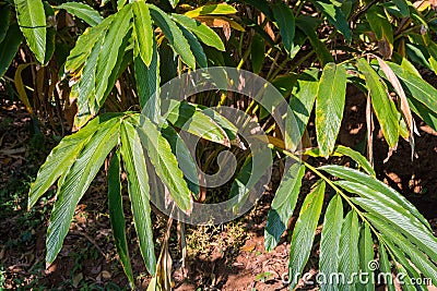 Cardamom stems and leaves at plantation in Kumily, Kerala, India Stock Photo