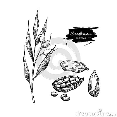 Cardamom vector hand drawn illustration set with plant and seeds Vector Illustration