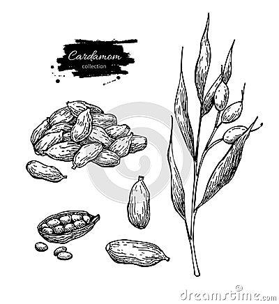 Cardamom vector hand drawn illustration set with plant and seeds Vector Illustration