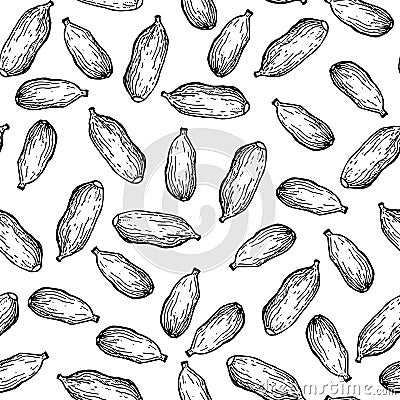 Cardamom vector hand drawn seamless pattern. Vector Illustration