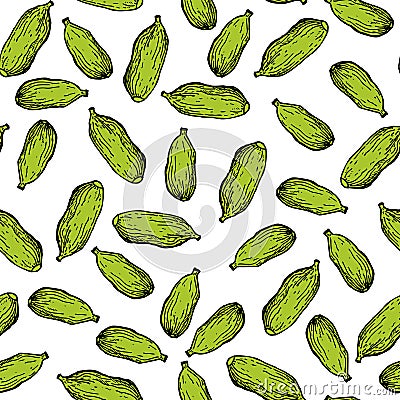 Cardamom vector hand drawn seamless pattern. spice obje Vector Illustration