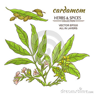 Cardamom vector set Vector Illustration