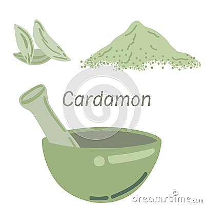 Cardamon indian spice green colour on white background Vector Illustration