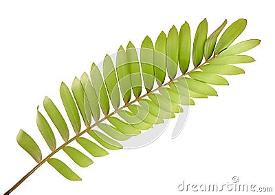 Cardboard palm or Zamia furfuracea or Mexican cycad leaf, Tropical foliage isolated on white background, with clipping path Stock Photo