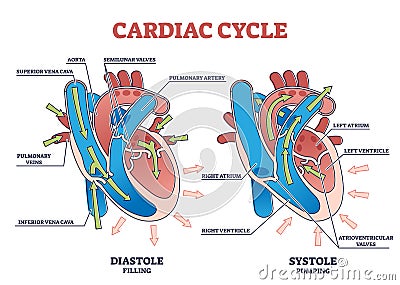 Cardiac cycle with heart diastole and systole process labeled outline diagram Vector Illustration