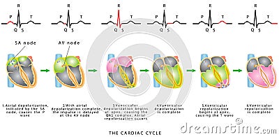 The Cardiac Cycle Vector Illustration