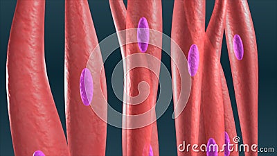 Cardiac muscle in heart stock footage. Video of cell - 49898498