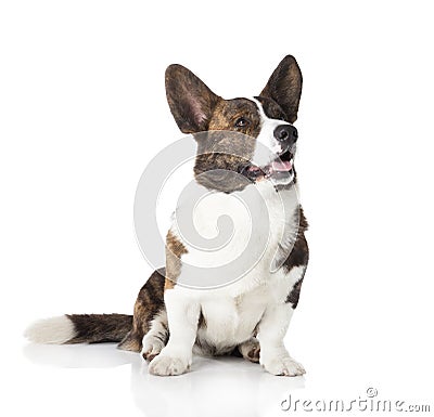 Cardigan Welsh Corgi Stock Photo