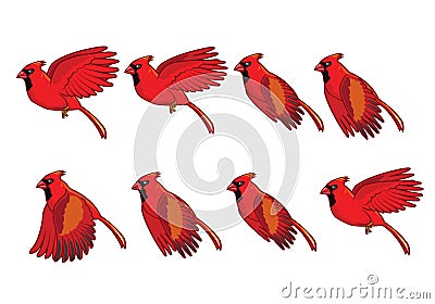 Cardinal Bird Flying Sequence Stock Photo