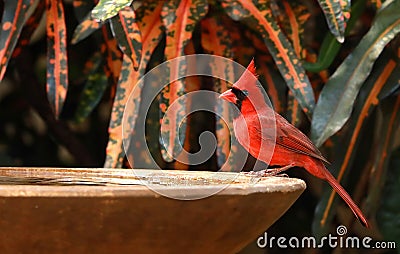 Cardinal bird visits a bird bath Stock Photo