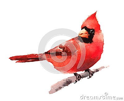 Cardinal Bird Watercolor Winter Illustration Hand Drawn Cartoon Illustration