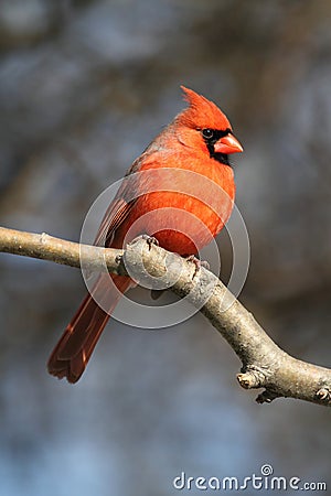 Cardinal On A Branch Stock Photo