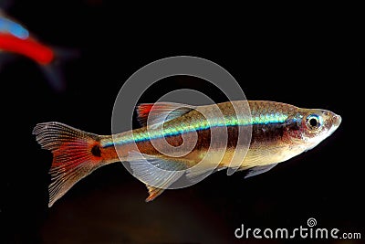 Cardinal fish Stock Photo