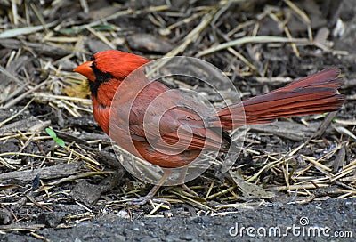 Cardinal Grosbeak with Fanned Tail Feathers on the Ground Stock Photo